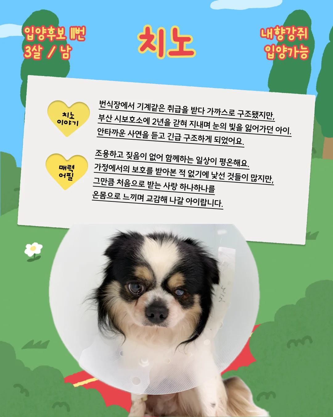 치노 대표 이미지