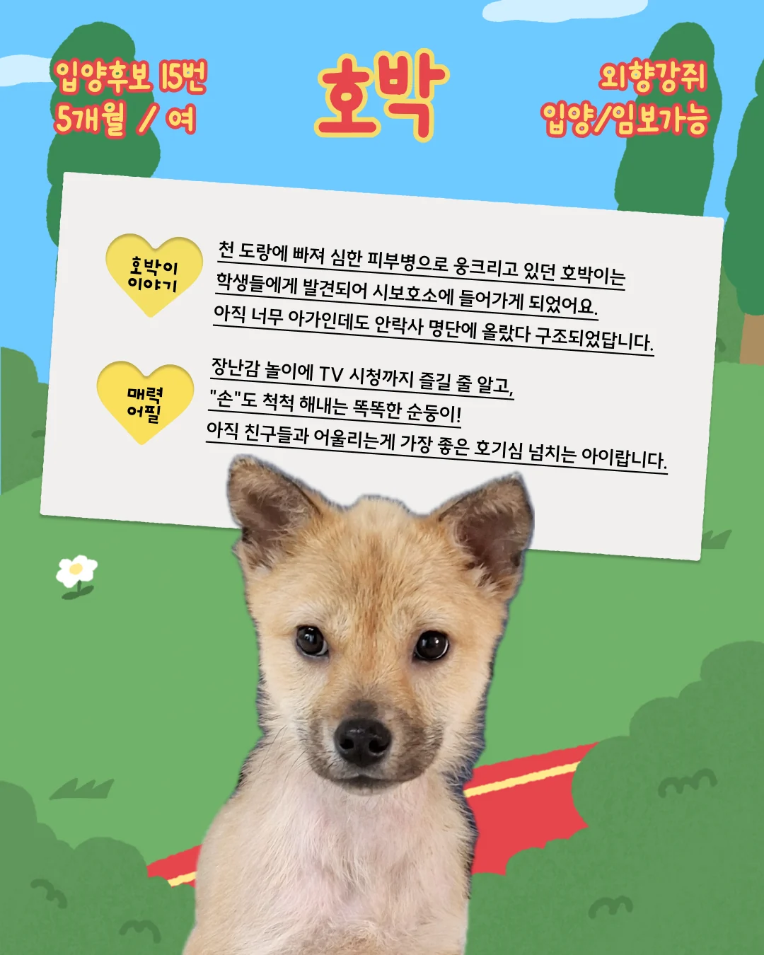 호박 대표 이미지