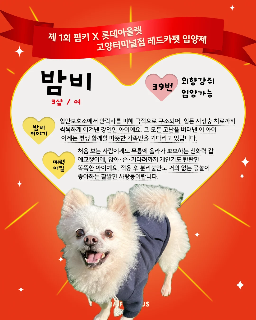 밤비 대표 이미지
