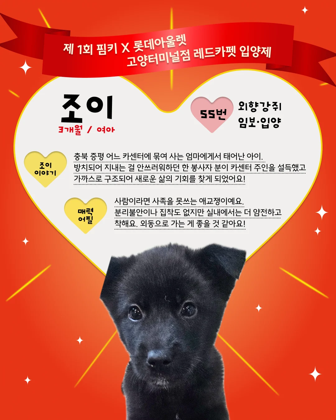 조이 대표 이미지