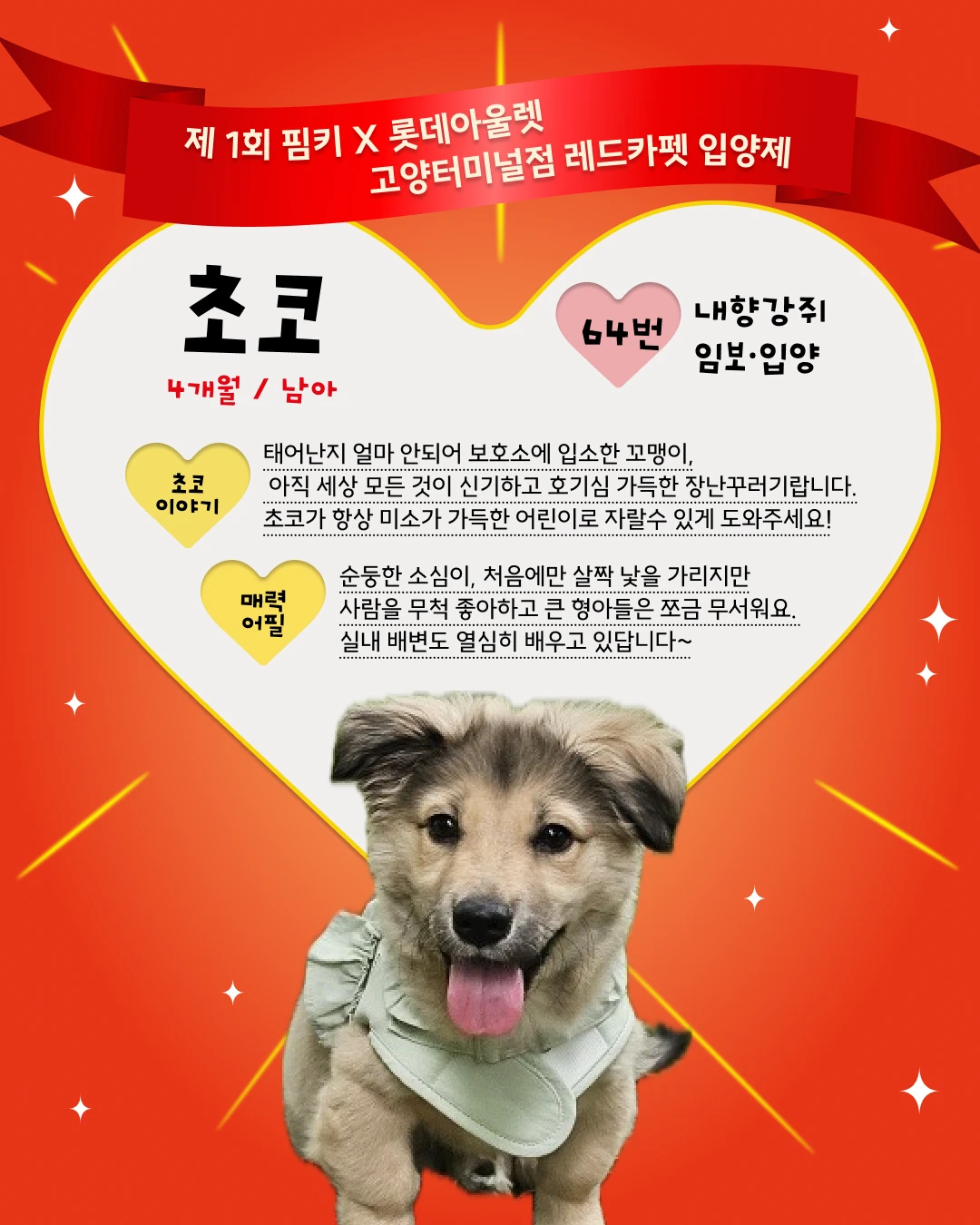 초코 대표 이미지